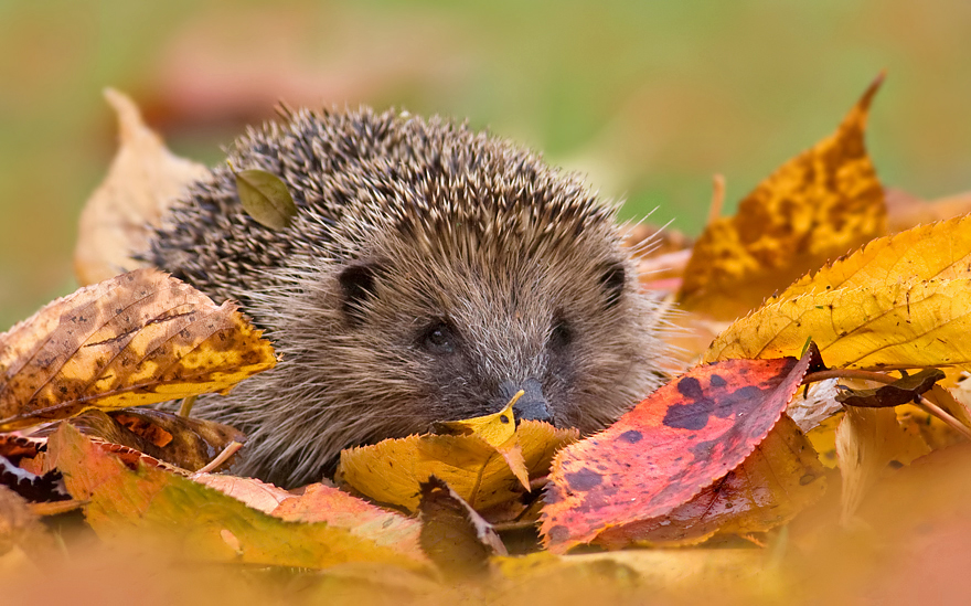 2008 (11) NOVEMBER Autumn Hedgehog 